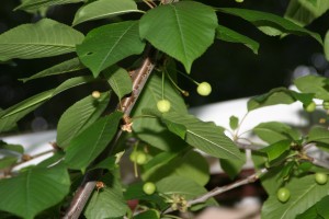 cherries